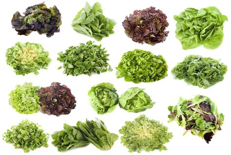 Related image | Types of lettuce, Herbal tea garden, Lettuce