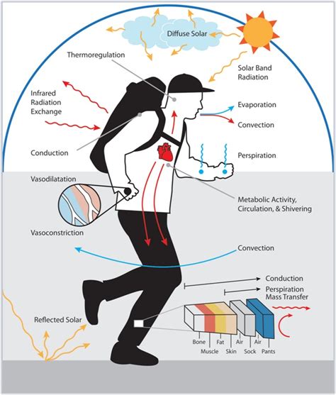 Thermoregulation of Human Body – Earth's Lab