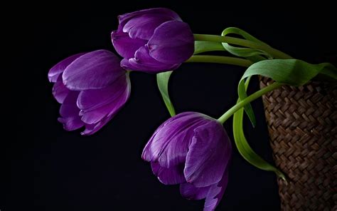 Purple Tulips Background | Hd Desktop Wallpaper