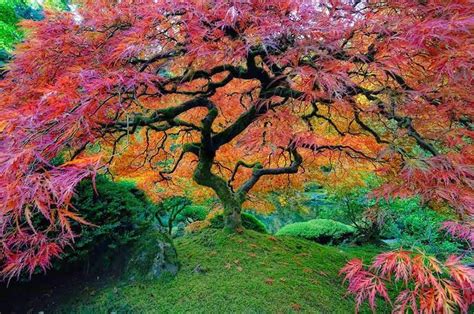 16 Of The Most Magnificent Trees In The World.