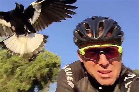 Cyclist attacked 13 times by psycho magpie in Australia | Daily Star