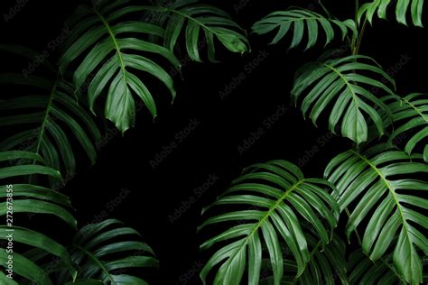 Dark green leaves of native Monstera the tropical forest plant evergreen vines, nature leaf ...