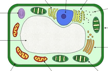 Plant cell structure Diagram | Quizlet