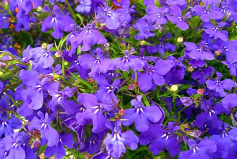 How to Grow: Lobelia- Grow Lobelia Flowers and its Care