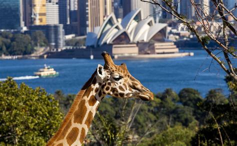 Taronga Zoo Tickets - General Admission