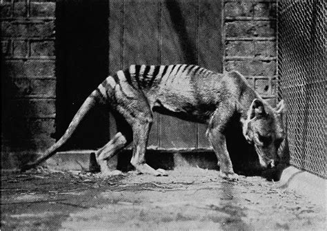 The Last Known Photographs of the Now Extinct Thylacine, Known as the Tasmanian Tiger, 1933 ...