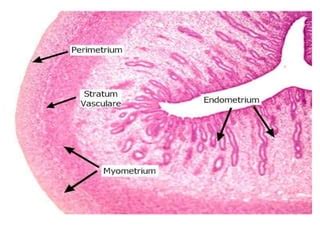 Histology of uterus and cervix | PPT