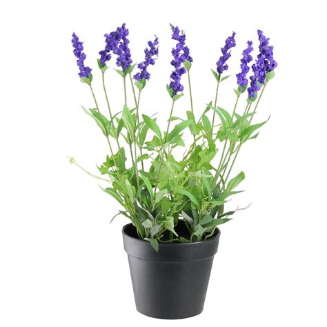 Lavender Flower Pot - Lavender Plant