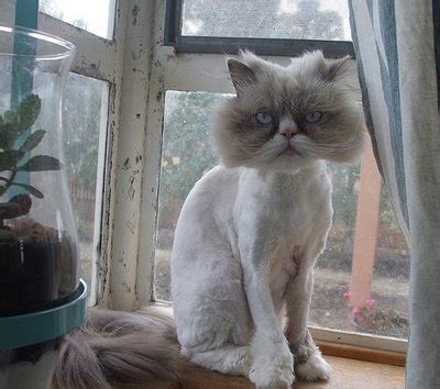 Pics obsession: Funny Cat Haircut