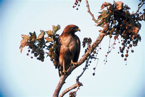 How to Tell Male & Female Hawks Apart | Sciencing