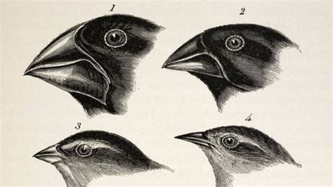 Genomes reveal Darwin finches' messy family tree - BBC News