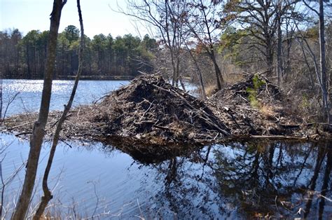 Urban Wildlife Guide: Beaver Dam