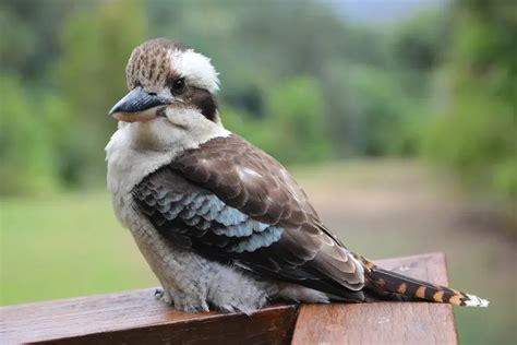 Fun Kookaburra Facts For Kids | Kidadl