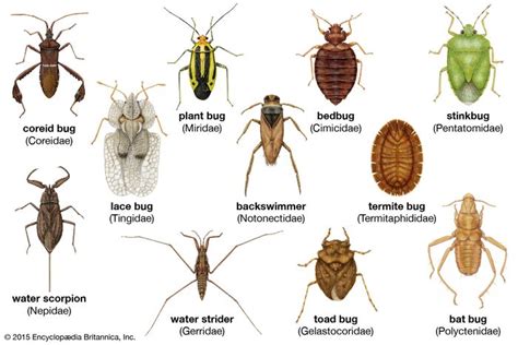 Lace bug | insect | Britannica