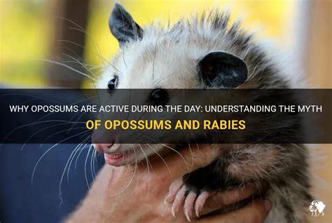 Why Opossums Are Active During The Day: Understanding The Myth Of Opossums And Rabies | PetShun