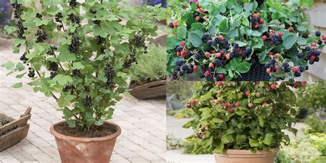 8 Best Berries to Grow in Containers | Balcony Garden Web