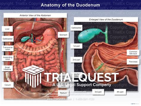 Anatomy of the Duodenum - TrialQuest Inc.