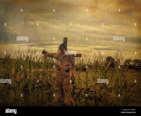 Scarecrow in a corn field Stock Photo - Alamy