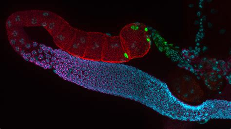 Fluorescence | Applications | Leica Microsystems