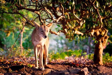 10 Fascinating Facts About Urban Coyotes – Urban Coyote Initiative, LLC ...