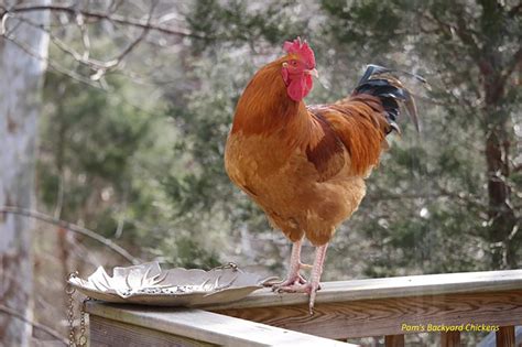 12 Fascinating Facts About Roosters - Backyard Poultry