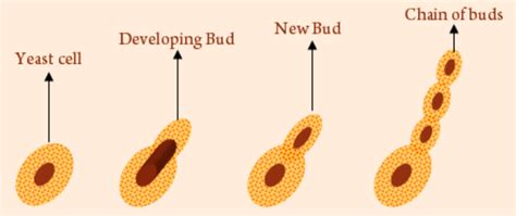 Fungi: Asexual Reproduction & Reproductive Structures : Plantlet