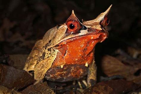 En fotos: Estos animales parecen enojados, comenta cuál es tu imagen favorita. | Frog, Animals ...