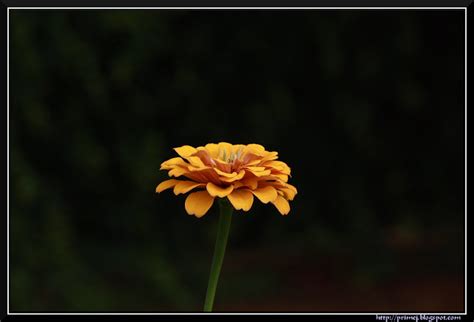 Prime Photos: Lalbagh Flower Show - August 2011