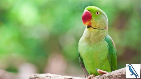 Can Parrots Be Domesticated? + Why We Tame Parrots? - Birds News