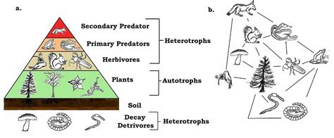 Deciduous Forest Food Web | Biology Dictionary