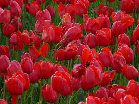 Hình ảnh miễn phí: Tulip, thiên nhiên, khu vườn, lá, flora, tulip, lĩnh ...
