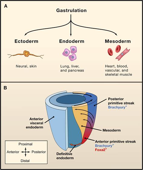 Characteristics of Embryonic Stem Cells - Jocelyn-has-Nichols