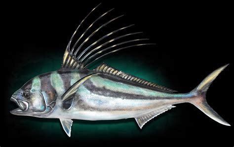 Roosterfish Fish replicas by Marine Creations Taxidermy