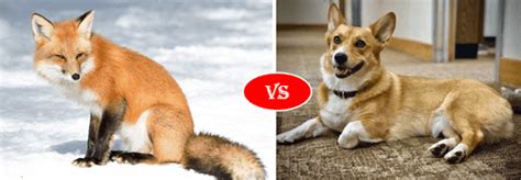 Fox vs Dog fight comparison- who will win the fight?