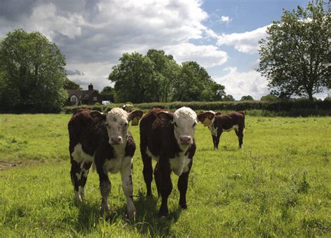 Farm Animals © Kurseong Carl cc-by-sa/2.0 :: Geograph Britain and Ireland