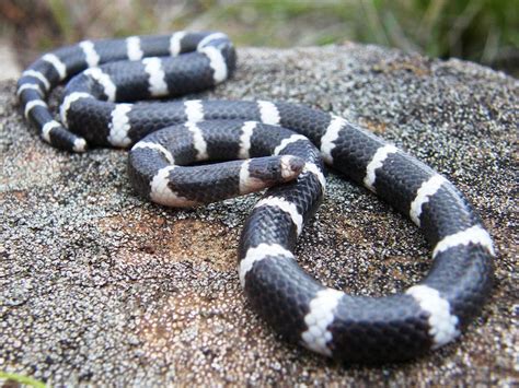 Debunking some common myths about Australian snakes - Land for Wildlife / Garden for Wildlife ...