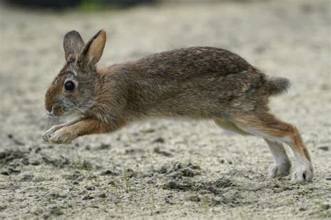 New Hampshire is gathering data on bunnies. Here’s how you can hop to ...