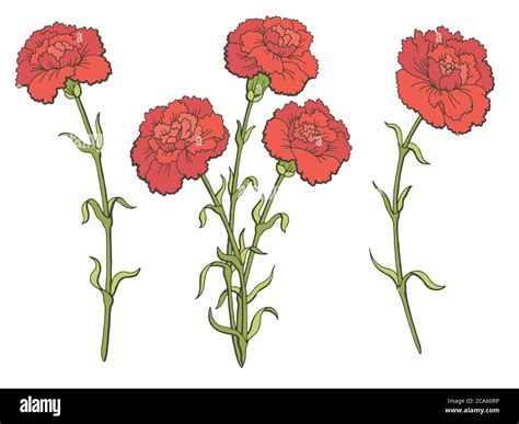 Dianthus Caryophyllus Drawing