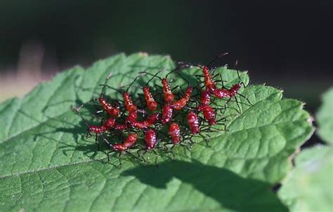 Assassin bug nymphs? - BugGuide.Net