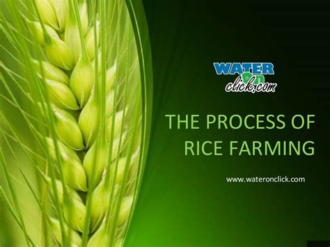 The Process Of Rice Farming | Step By Step | Slideshares