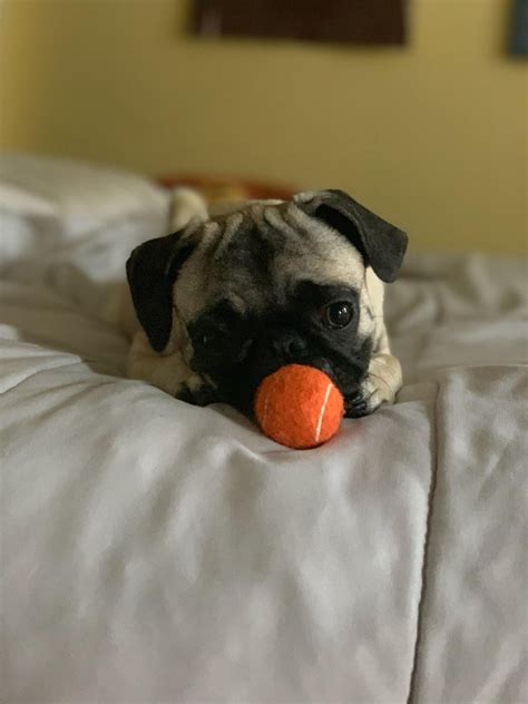 Have to buy extra small tennis balls just for her : r/pugs