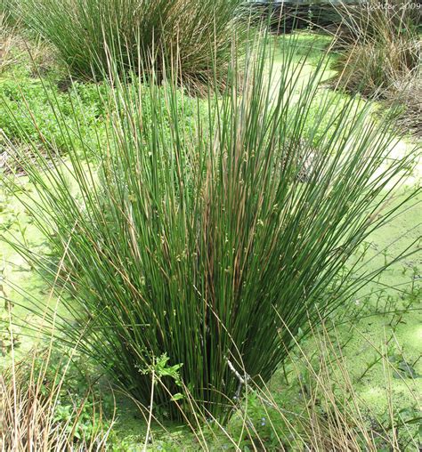 Plants & Flowers » Container Grass