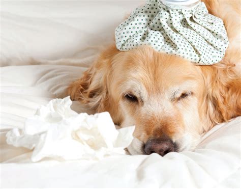 Canine Influenza | Pet Companion Magazine