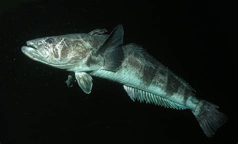 All about Antarctic toothfish