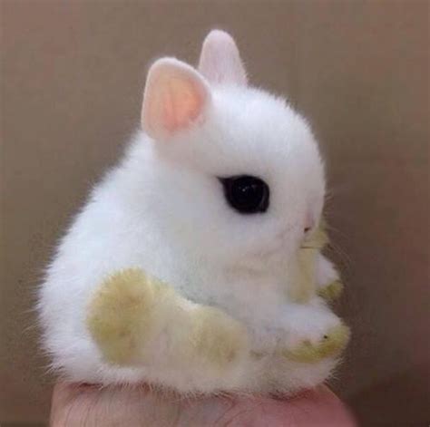 The fluffiest tiny bunny ever! : r/aww