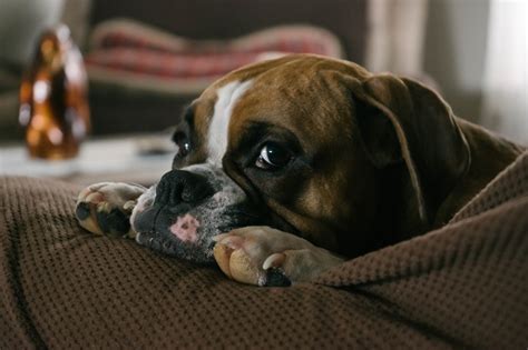 Signs & Symptoms of a Dog Brain Tumor | Canna-Pet®