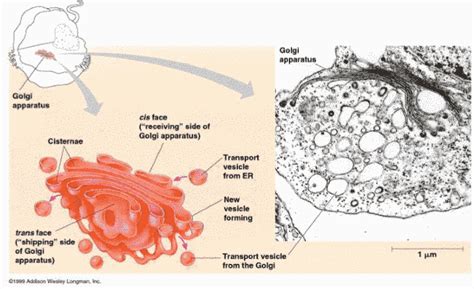 Appareil de Golgi : Structure, compostions et rôle | Bio faculté