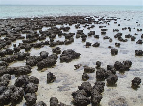 Modern stromatolites growing in Shark Bay,… | The Planetary Society