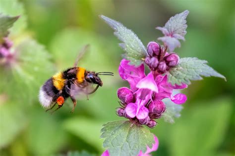 Bee flight performance drops under extreme heat • Earth.com