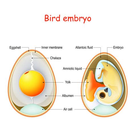 1,700+ Embryo Egg Stock Illustrations, Royalty-Free Vector Graphics ...